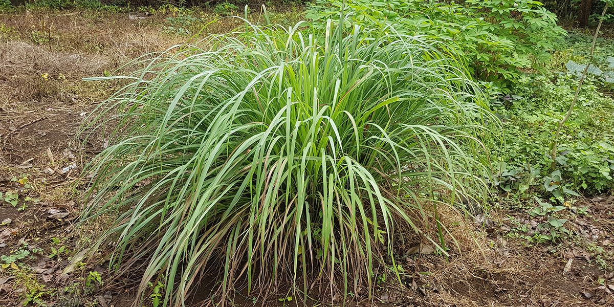 La citronnelle : une plante aux multiples vertus anti-moustiques