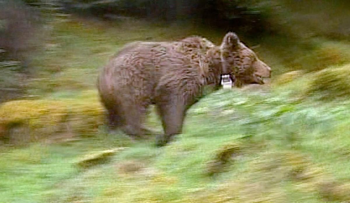 Biodiversité et pastoralisme : l'équilibre précaire des ours dans les Pyrénées