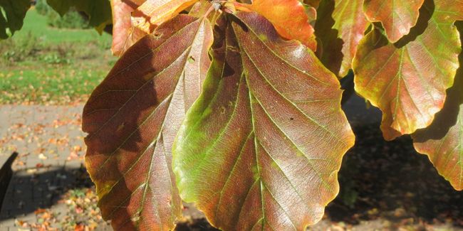 l'arbre de fer (Parrotia persica), un trésor automnal dans vos jardins