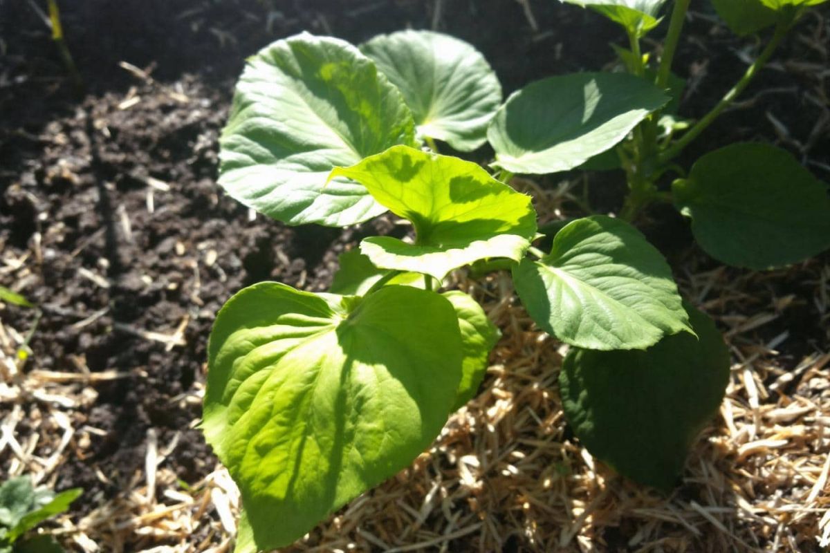 protéger vos plantes cet été : astuces en 5 minutes par jour