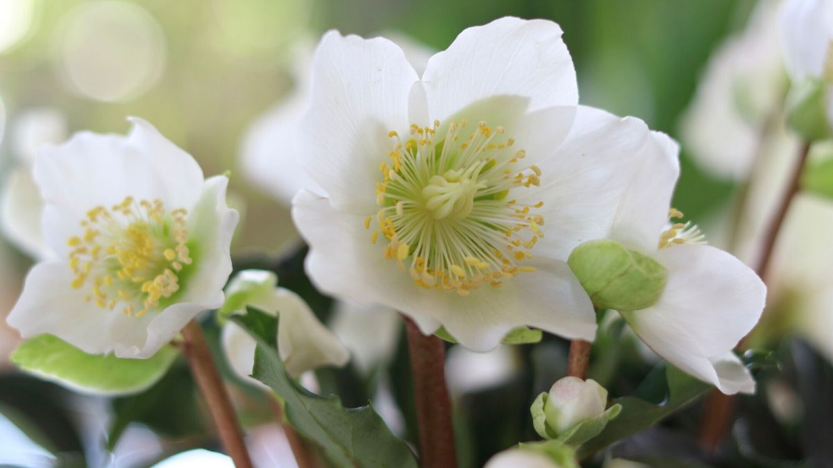 Un hiver éclatant : les plantes qui embellissent votre balcon