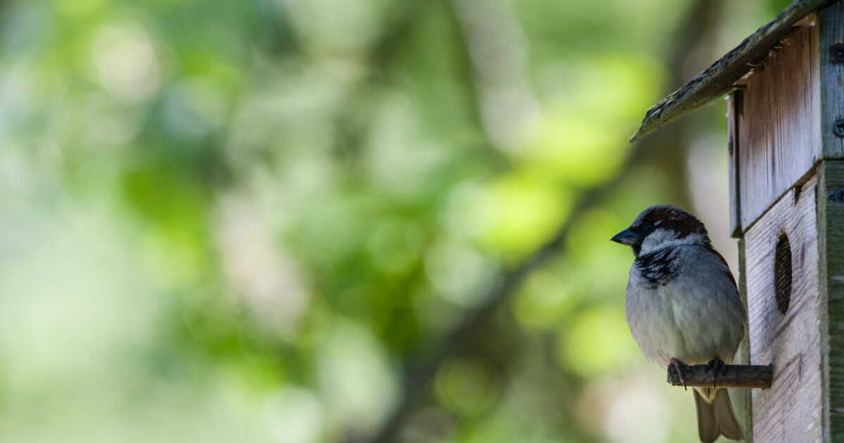 Comment attirer les oiseaux dans son jardin ?