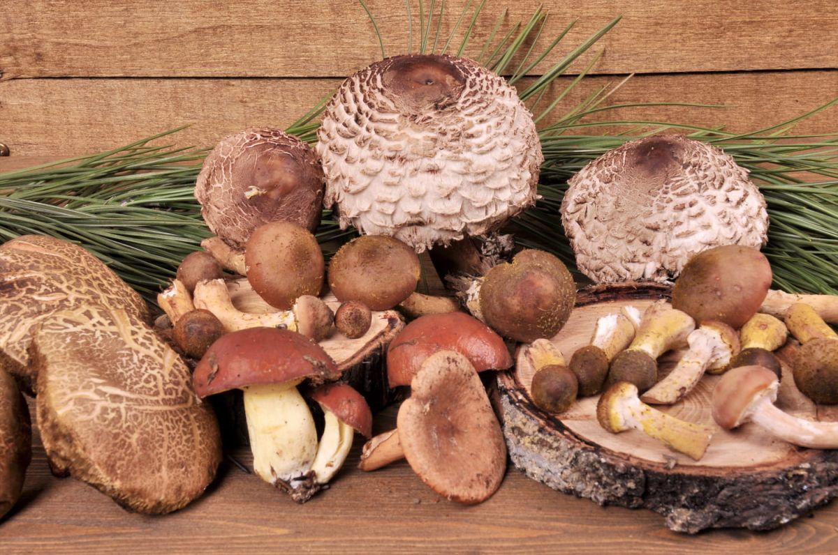 Les champignons : explorations gourmandes et sécuritaires