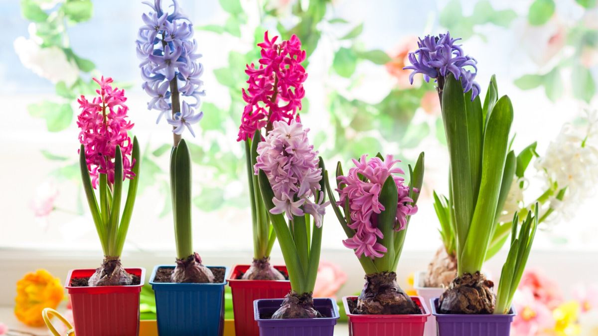 prolongez la beauté des plantes à bulbes : les secrets d'entretien des jacinthes et narcisses