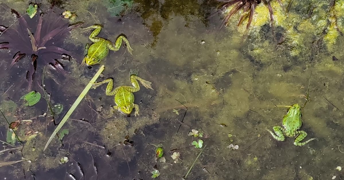 Participez au défi biodiversité à La Riche : une journée pour la nature