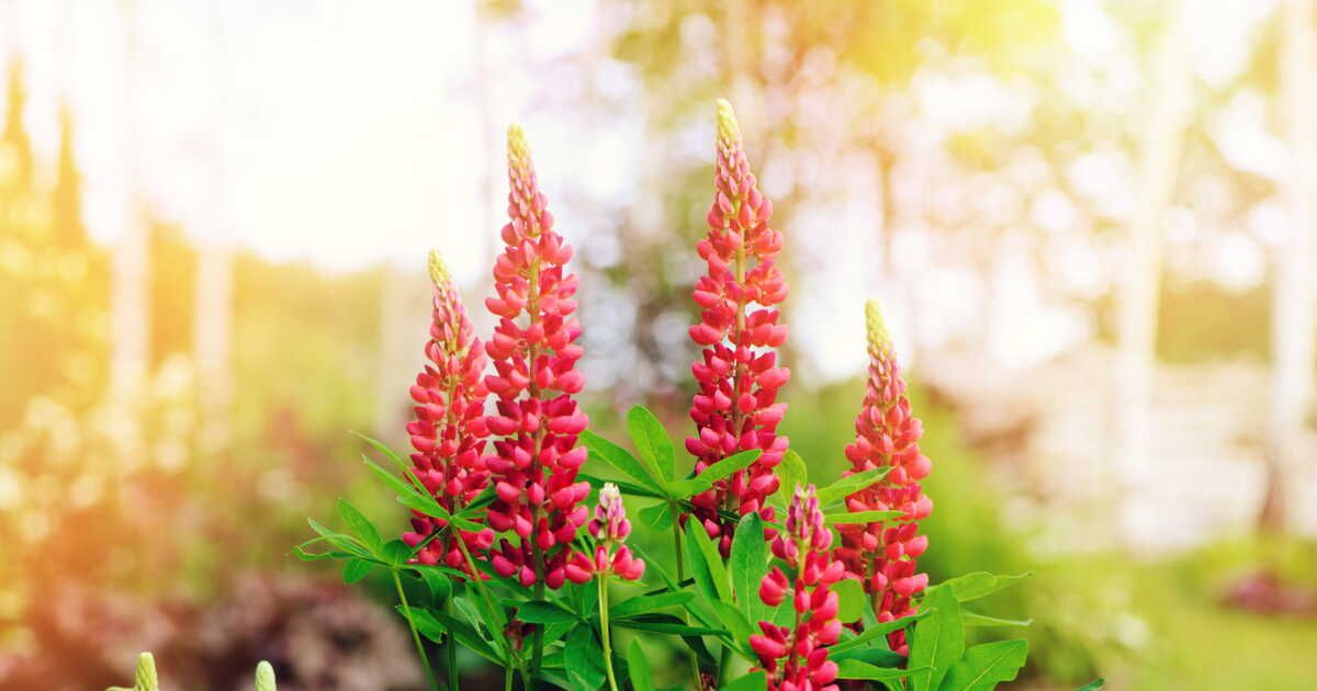 Quand et où planter des lupins ?