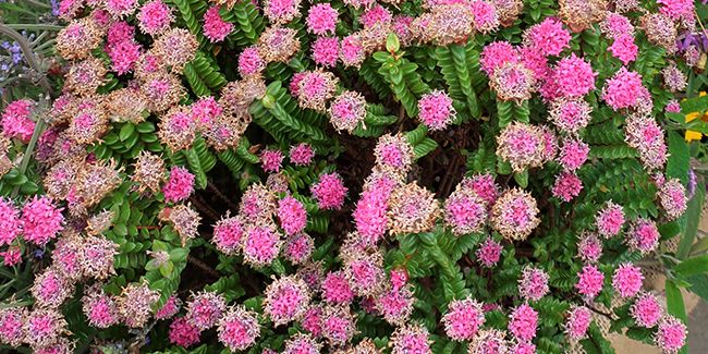 La pimelée ferrugineuse (Pimelea ferruginea) à fleur de riz rose