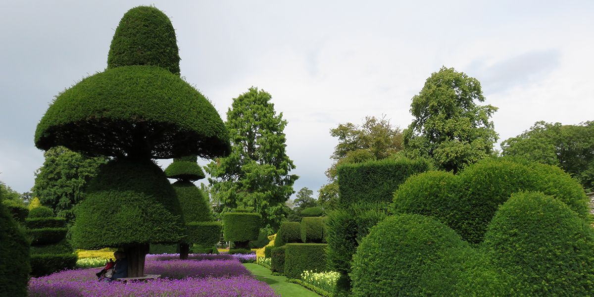Découverte de l'art topiaire : sculpter les végétaux pour un jardin unique