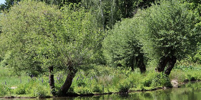 À la découverte du saule blanc