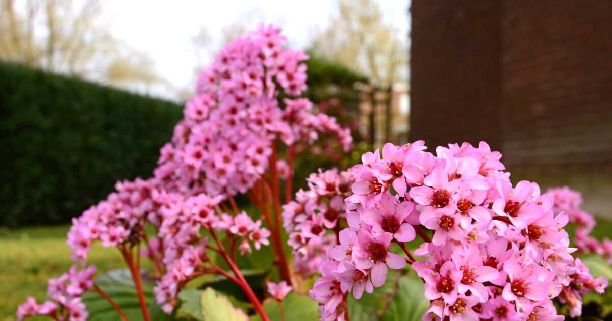Où planter un bergenia ?