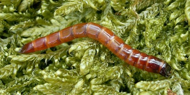 Le taupin : un ennemi redoutable du jardin