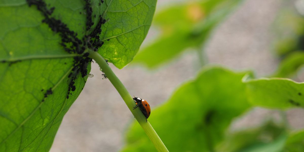 Fabriquer son propre anti-puceron : une alternative naturelle et efficace