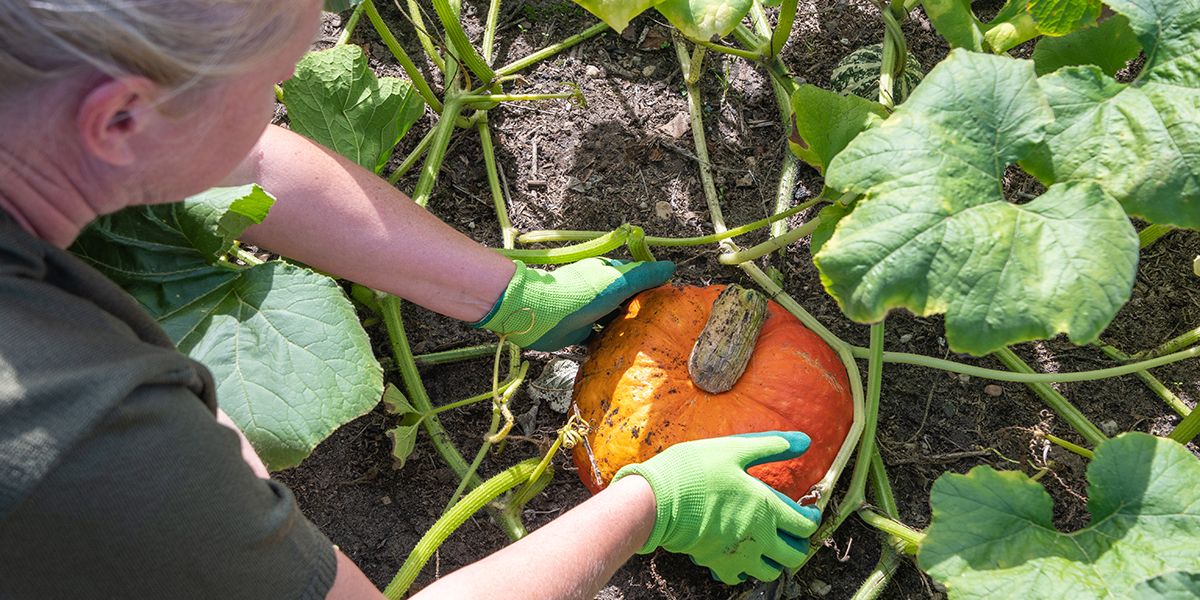 Comment déterminer si vos potirons et autres courges sont mûrs ?