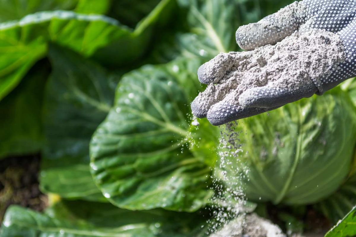Transformez votre jardin grâce aux cendres de bois : un secret de jardinier révélé
