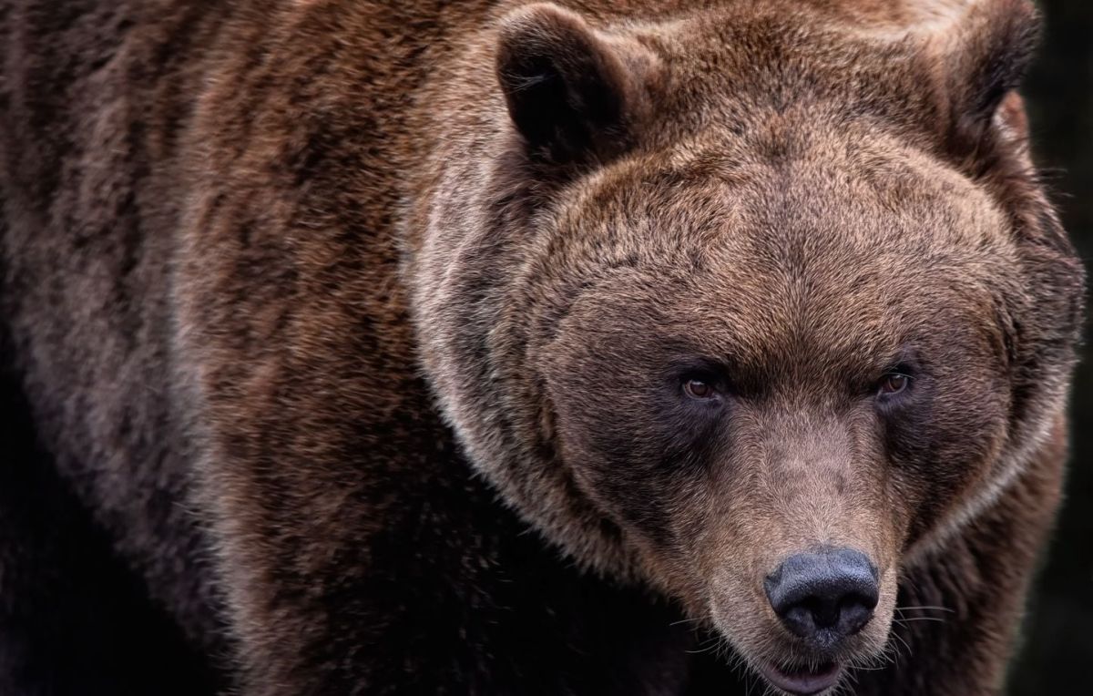 Survivre à l’attaque d’un grizzly : le récit extraordinaire d’un randonneur