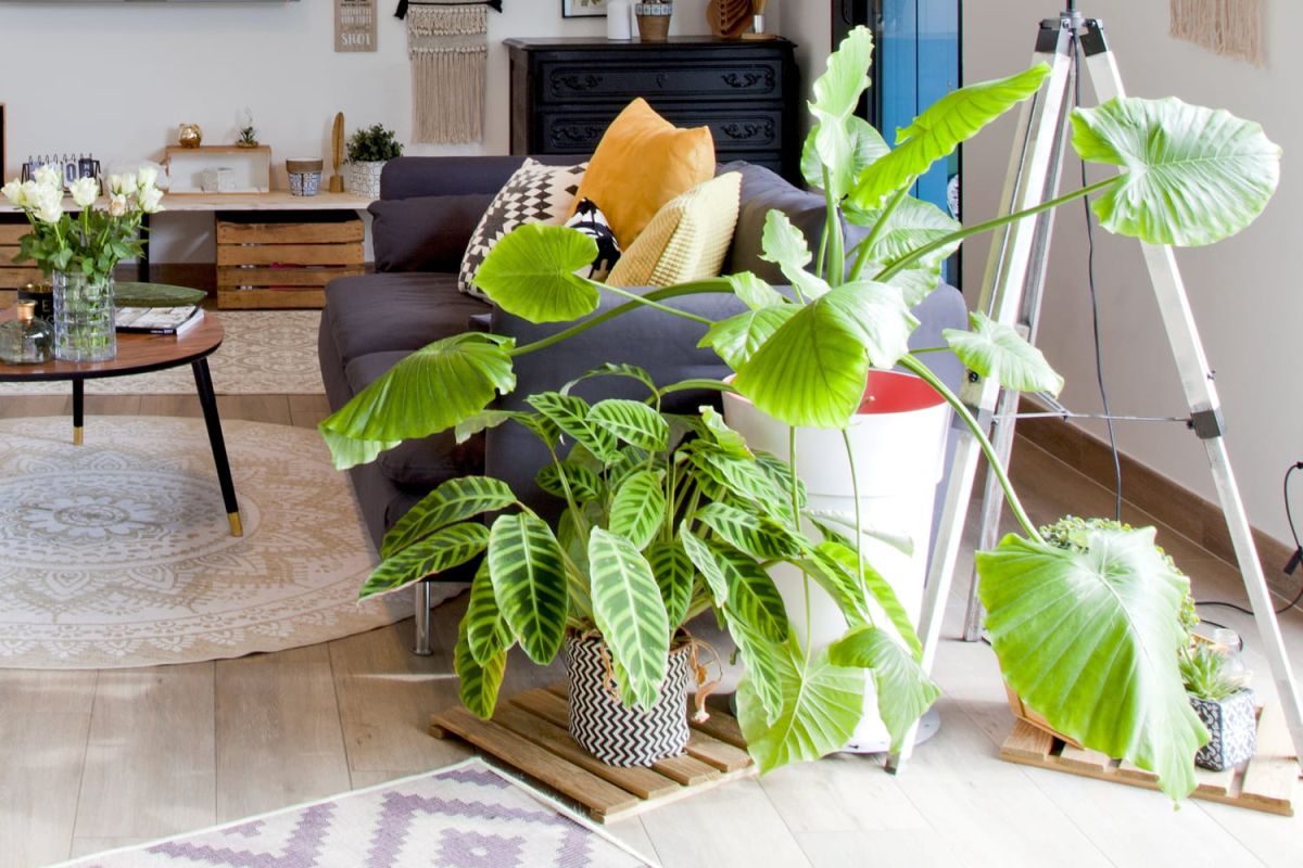 Comment chouchouter vos plantes d'intérieur pour un habitat verdoyant