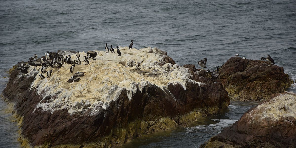 Le guano, un trésor naturel pour votre jardin