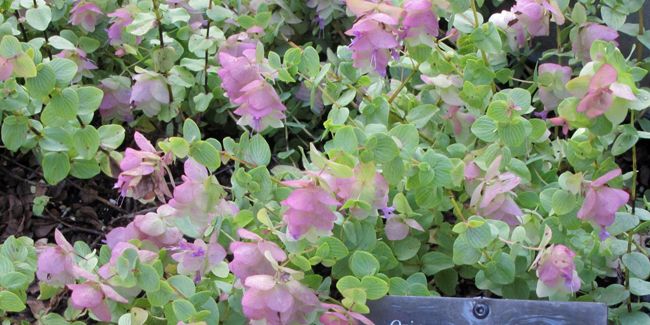 L'origan ornemental : la touche décorative de votre jardin