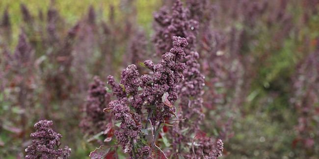 quinoa, le trésor péruvien qui séduit sans gluten