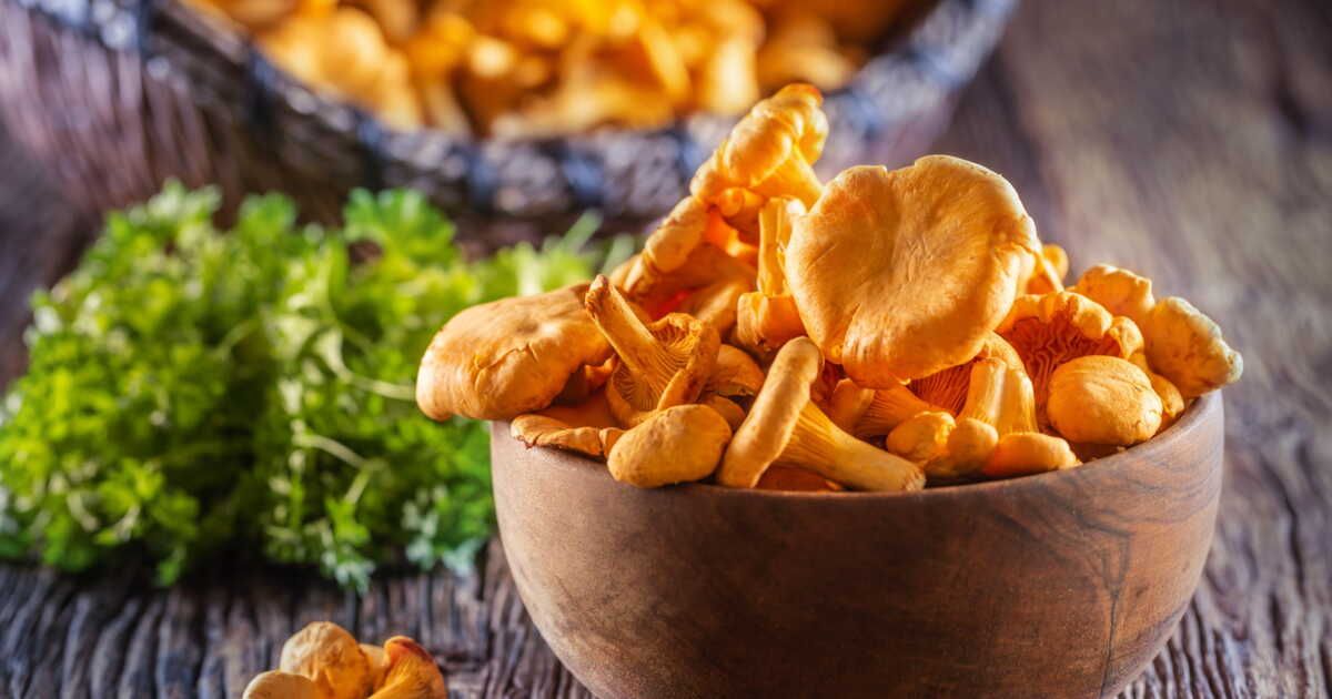 découvrez champignouf, votre guide incontournable pour la cueillette de champignons