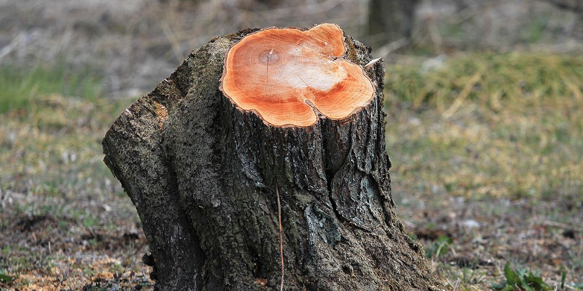 dessoucher un arbre coupé : une nécessité ou un choix cultivé ?
