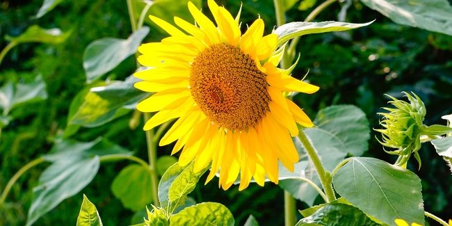 Les merveilles jaunes : 10 fleurs à découvrir
