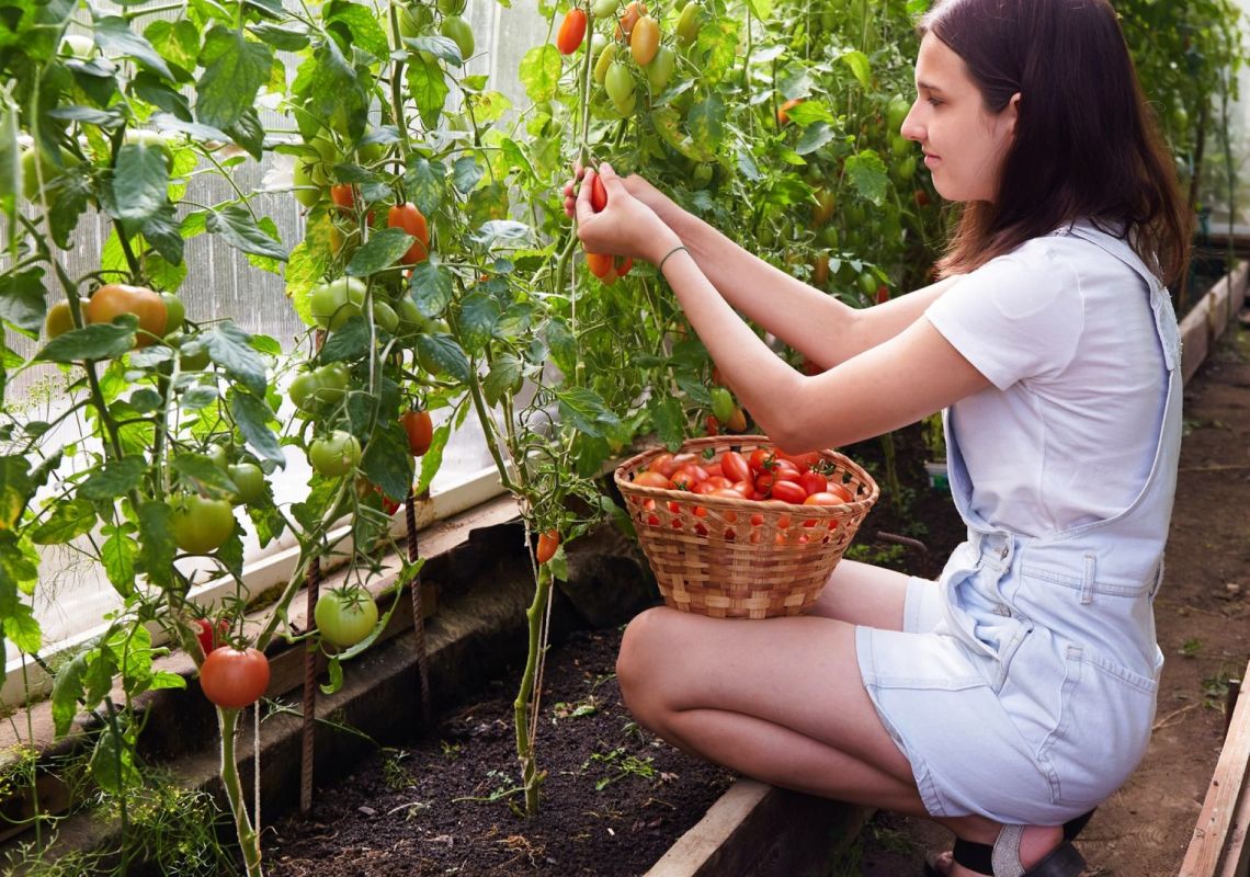 Découvrez le palissage suspendu : la méthode innovante pour cultiver vos tomates