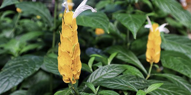 Pachystachys jaune (Pachystachys lutea) : une beauté tropicale à adopter