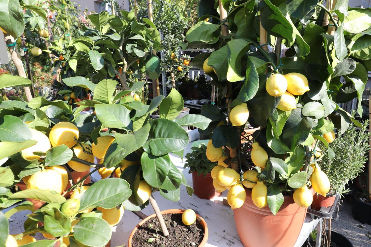 Cultiver un citronnier en pot : exposition, entretien et soins en hiver