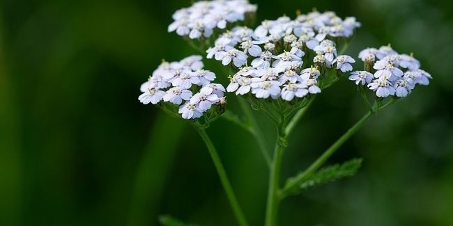 L'achillée millefeuille, plante essentielle dans le jardin et la cuisine