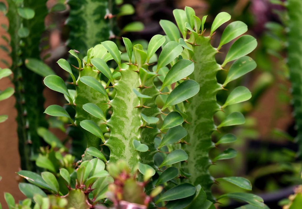 La plante qui fait sensation dans les maisons modernes