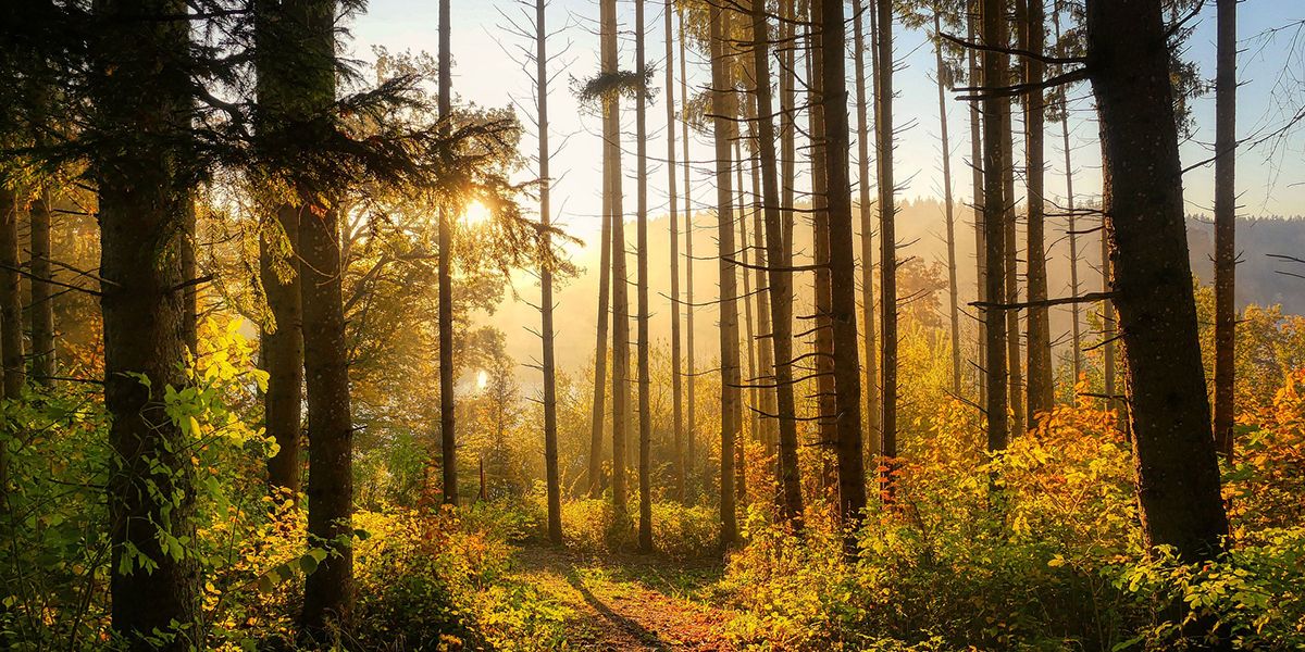 investir dans une forêt : un placement à la fois écoresponsable et rentable
