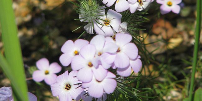 À la découverte du phlox de montagne, un parfum enchanteur de Californie