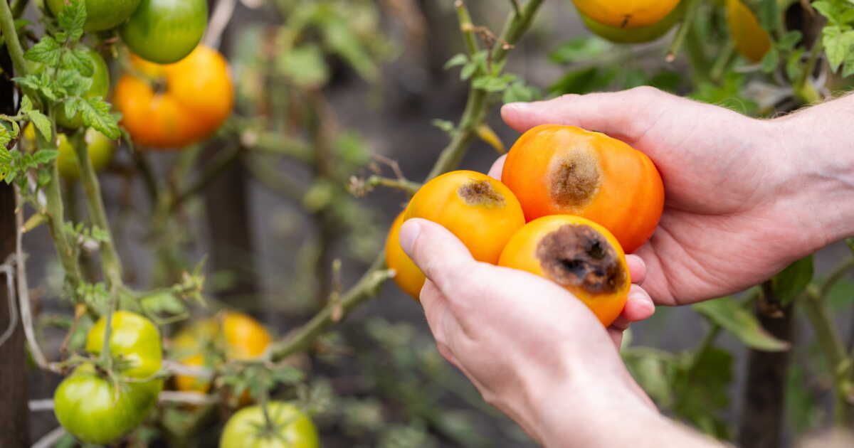 Agissez vite si vos tomates présentent des taches rugueuses