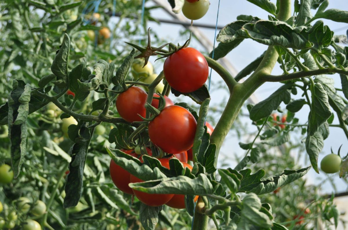 La recette secrète pour des tomates juteuses à portée de main