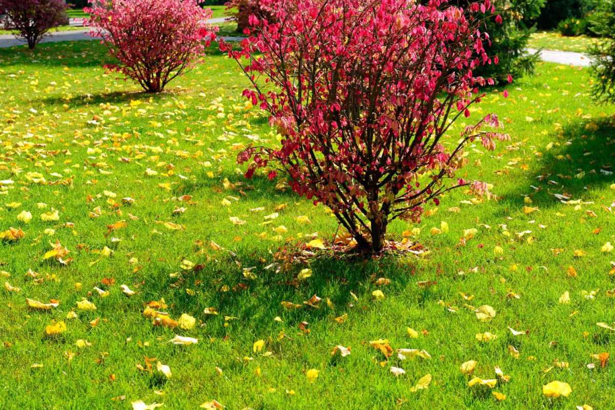 Préparez votre pelouse pour l’hiver : les gestes incontournables de septembre