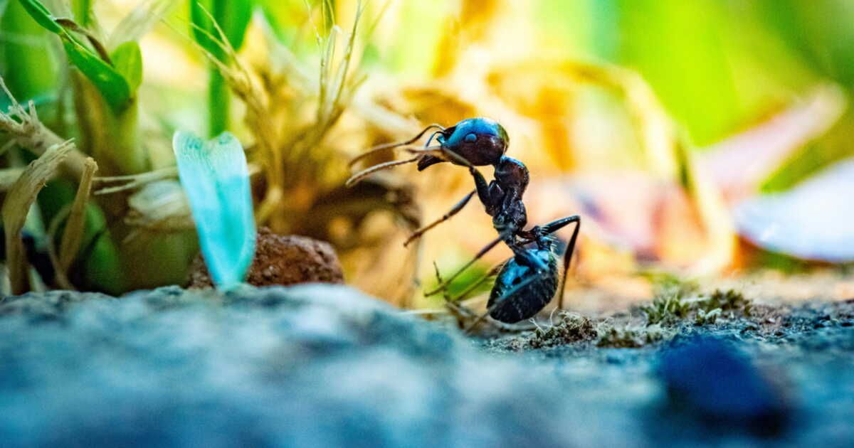 Une méthode infaillible pour dire adieu aux fourmis à la maison