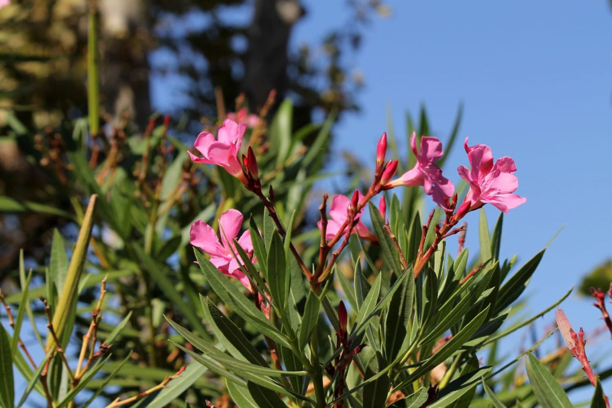 Préparez vos plantes d'été pour un hiver en douceur