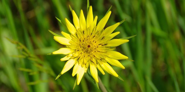 Le salsifis des prés : une plante sauvage aux multiples vertus