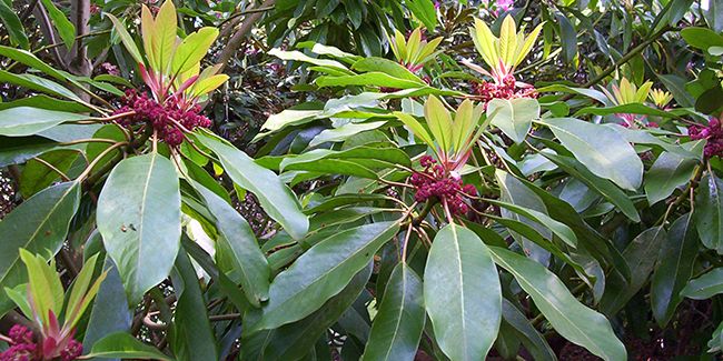 Daphniphyllum macropodum : une beauté mystérieuse au jardin