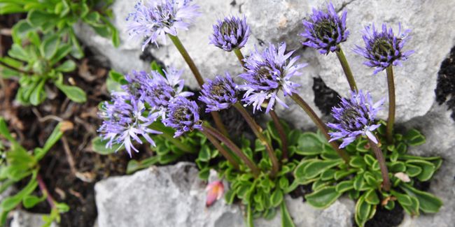 À la découverte de la globulaire à feuilles en cœur (Globularia cordifolia)