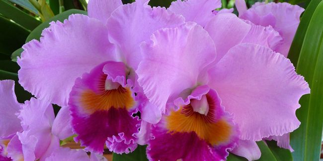 Découvrez la beauté délicate de l'orchidée Cattleya