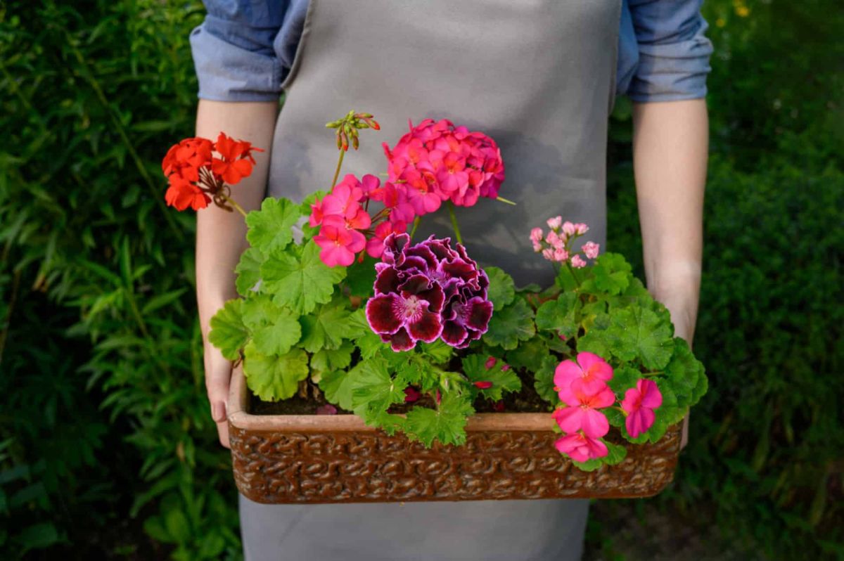 Une simple astuce pour transformer vos géraniums en fleurs éclatantes