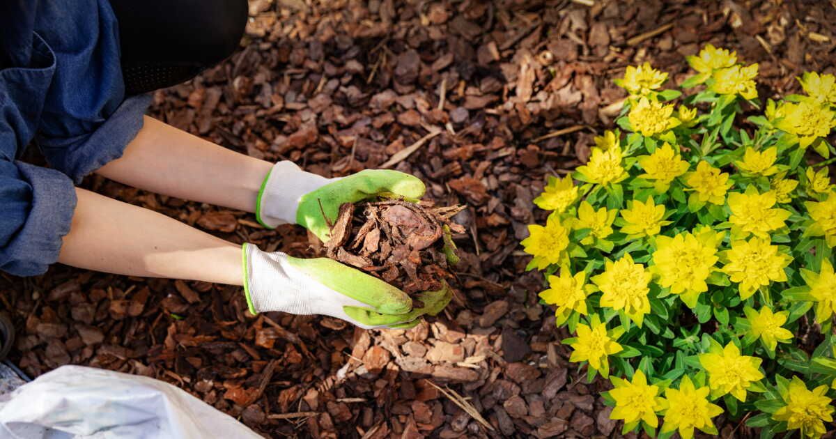 Découvrez l'incroyable potentiel des déchets d'arbres pour enrichir votre jardin