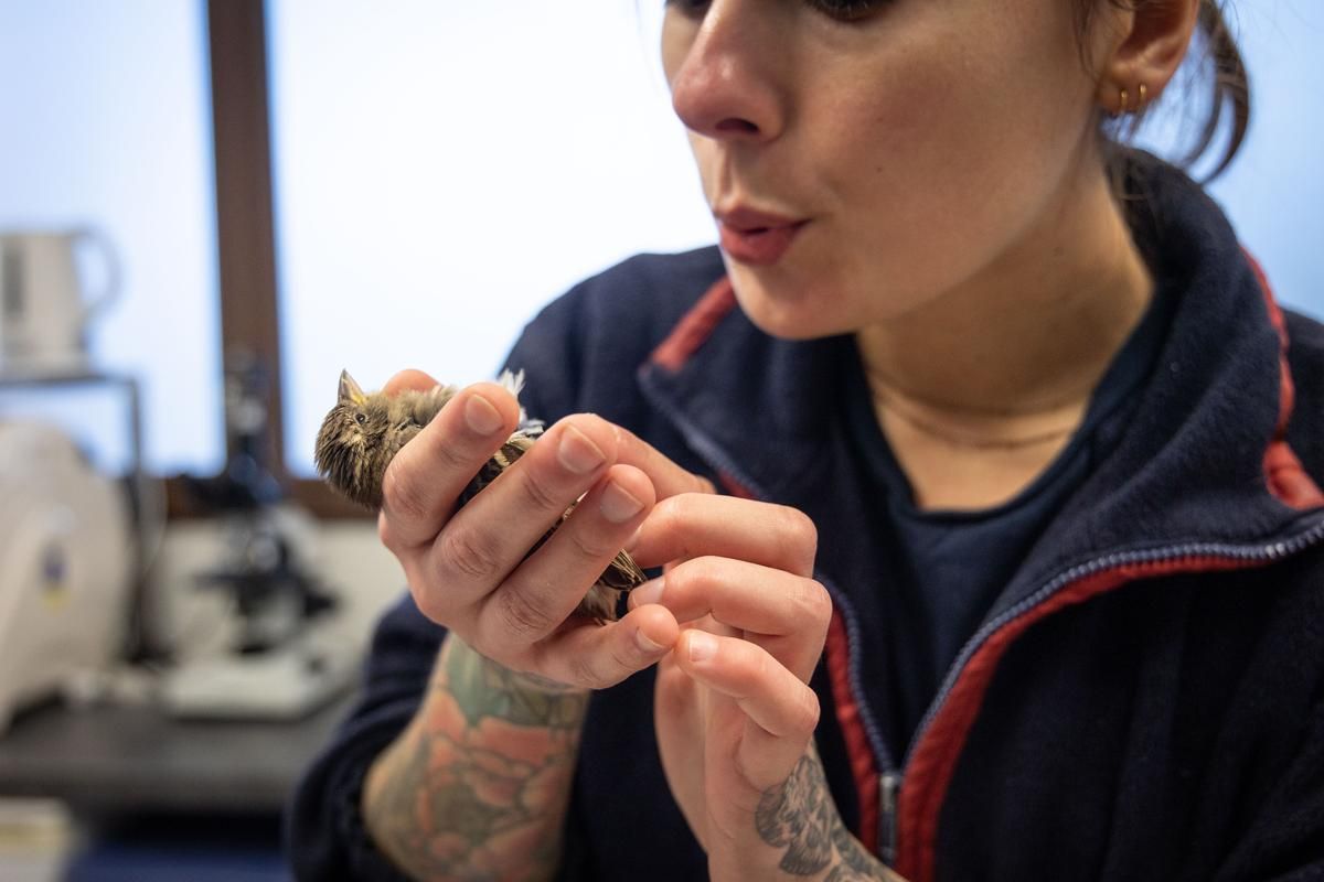 Un été au service de la faune sauvage : le centre de soins d'Audenge recrute des bénévoles