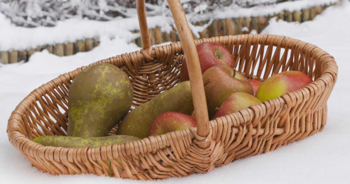 Jardin : que cultiver en hiver ?