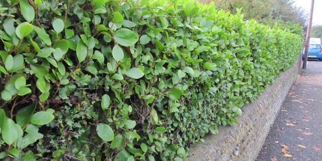 Griselinie du littoral (Griselinia littoralis) : un trésor des jardins