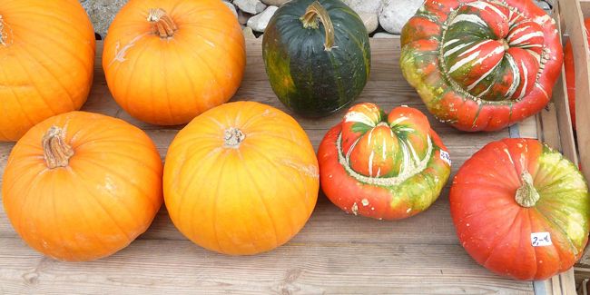 La magie des courges : récolte et conservation pour l'hiver