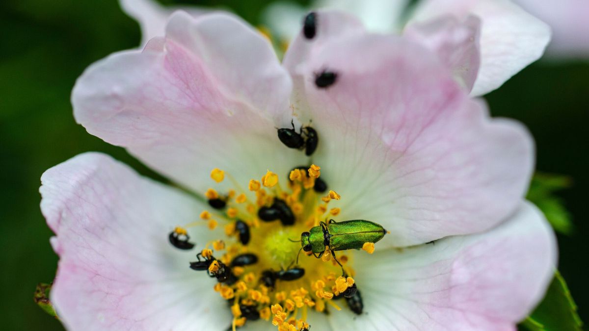 Comment lutter contre les méligèthes aeneus dans vos roses ?