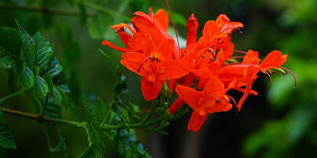 La bignone du Cap : une beauté florale intemporelle